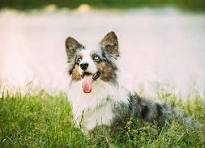 Blue Merle | Jolene Frisby