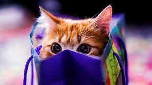 Cat Bag Look Cute Hd Wallpaper Wallpaperbetter