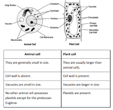 Maybe you would like to learn more about one of these? Make Sketches Of Animal And Plant Cells State Three Differences Between Them Sarthaks Econnect Largest Online Education Community