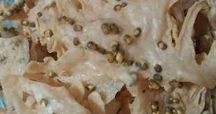 Resep Peyek Kacang Ijo Renyah Dan Gurih Oleh Rhe S Kitchen Cookpad