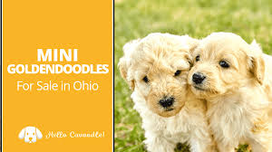 Kaosfarm minature goldendoodles joanne & christiana dyson nc 27320 phone: Mini Goldendoodles For Sale In Ohio Hello Cavoodle
