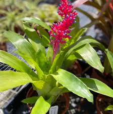 Image result for Aechmea