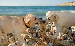 Help My Dog Keeps Eating Rocks How To Stop Your Dog S Rock Munching