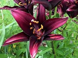 Perennial Plants Calgary Perennials Plants Alberta Perennial Plants For Sale Perennial Plants Plants Perennials