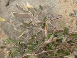 Image result for Tephrosia pumila