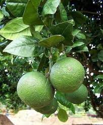 Lemon tree, lemon free photo. Sweet Lemon Plants For Agriculture Rs 90 Plant Hindustan Agrofusion Id 20081939688