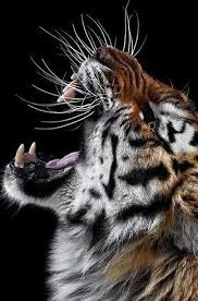Download and use 50,000+ iphone wallpaper stock photos for free. Tiger Wallpaper For Iphone