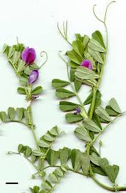 Image result for Vicia sativa