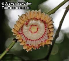 Image result for Napoleonaea septentrionalis