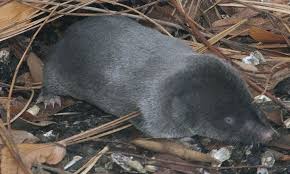 Image result for Urochloa brevispicata