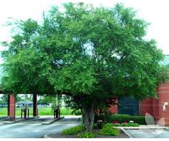 Image result for Ulmus parvifolia