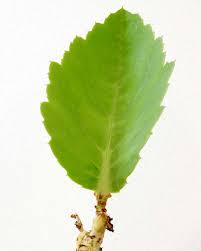 Image result for Cyphostemma obovato-oblongum