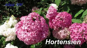 Ein leerer garten stellt jeden gartenbesitzer vor eine schwere aufgabe. Mehrjahrige Gartenpflanzen Winterhart Pflegeleicht Youtube