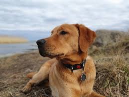 They are red in color, and very beautiful. Pros And Cons Of Owning A Fox Red Lab Healthy Homemade Dog Treats