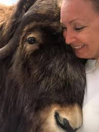 Other animals that can be aggressive besides moose and capybaras