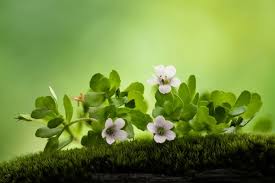 Image result for Bacopa monnieri