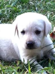 Many of their eyes are open although they don't see very clearly right now. Labrador Retriever Puppy Dog For Sale In Lebanon Oregon