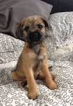 Border terrier puppy hair! : BorderTerrier