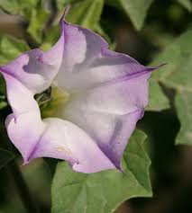 Image result for Datura