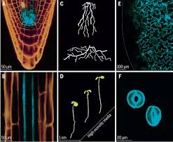 Defining pluripotent stem cell states in vitro. The Physiology Of Plant Responses To Drought Science