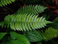 Image result for Lomariopsidaceae