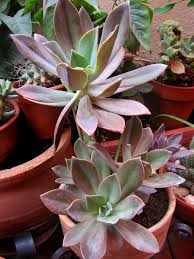 Maybe you would like to learn more about one of these? Graptoveria Fred Ives Succulents Echeveria Cactus And Succulents