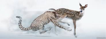 See more ideas about animal gifs, funny animals, cute animals. Funny Animals Facebook Cover Photo Fbcover Com