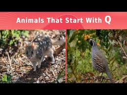 Game units sorted by animal name · q for queen bee » · i am queen bee. Animals That Start With Q Listed With Pictures Facts Az Animals
