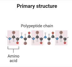 Types of Protein Structure with Diagrams