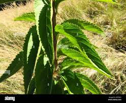 Image result for Coleus calycinus