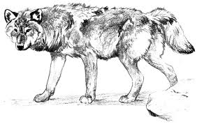 Wolf coloring pages for adults. Realistic Wolf Coloring Pages To Print Coloring Home