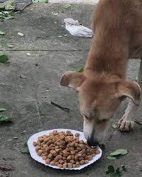 CareForAnimalsSinceLockDown & this is how we celebrate #Bhogi