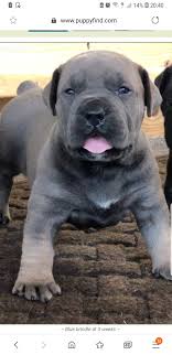 Check spelling or type a new query. Take A Powder The Boerboel Blue Coat