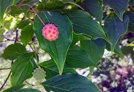 They are widely used throughout europe and some parts of canada to make sauces and jams, drinks and can also be eaten dry. Kousa Dogwood Dogwood Tree Berry Tree Berries Dogwood Cornus Kousa Red Ripe Leaf Fruit Pikist