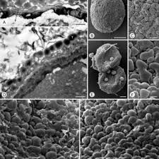 Image result for Huberantha mossambicensis