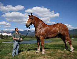 Belgisch trekpaard, is a belgian breed of draft horse. Draft Horses In Maine Zeus A Giant Belgian Draft Horse He Is A Shocking 21 5 Horses Draft Horses Horses Beautiful Horses