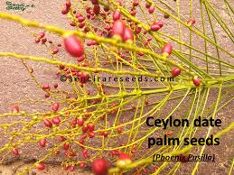 Image result for Phoenix pusilla