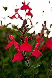 The plant offers exotic blooms of long —5 to 7 inch —yellow petals accented by longer protruding bright red stamens. Flowering Plants For Texas And Natives A Round Rock Garden