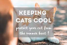 Get a small fan for your cat. 7 Tips How To Keep Your Cat Cool In Hot Summer Months Fluffy Kitty