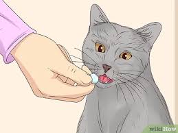 If you don't have time to play with your cat, it will be difficult to relieve its boredom. 4 Ways To Get A Cat To Stop Meowing Wikihow
