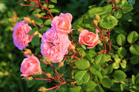 Dann sind die stärksten fröste vorbei und ein verfrieren der bereits geschnittenen triebe ist unwahrscheinlich. Rosen Schneiden So Geht Der Rosenschnitt Garta