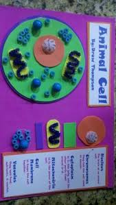 Well, i you haven't it is a cell that is found in an animal that consist of multiple organelles. Animal Cell Project Animal Cell Project Cells Project Science Cells