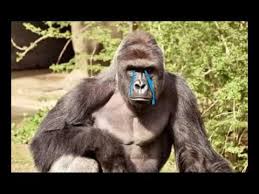 Bingo Bango Bongo Song Fallout 4 Bingo Bango Bongo Harambe Didn T Want To Leave The Congo Youtube