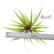 Image result for Buchnera capitata