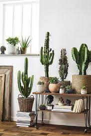 Cactus Plant Love And Facts Plant Decor Indoor Cactus House Plants Cactus Decor