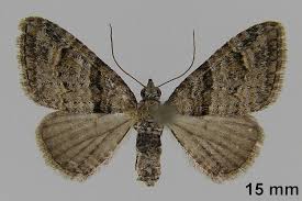 Image result for Eupithecia actaeata