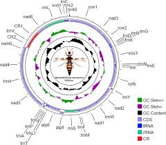 A thorough initial inspection will help you to determine if a pesticide is the best choice for a particular situation and then where to direct any. The First Complete Mitochondrial Genome Of Marigold Pest Thrips Neohydatothrips Samayunkur Sericothripinae And Comparative Analysis Scientific Reports