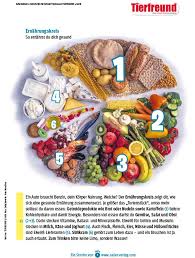 Arbeitsblätter ernährung in bestimmten lebenssituationen : Gesunde Ernahrung Sailer Verlag
