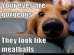 Meatball Amore Funny Animal Memes Funny Animal Pictures Funny Animals