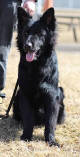 Black And White Cattle Dog Long Hair Long Hair Black German Shepherd Black German Shepherd Long Haired German Shepherd German Shepherd